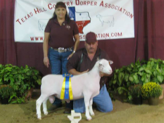 Reserve Champion Spring Ram Lamb (haltered) sold for $400