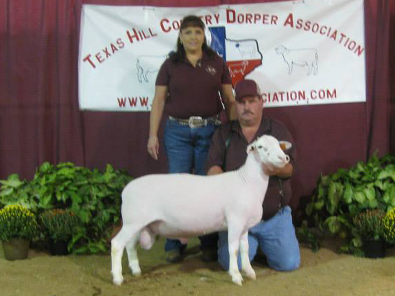 Reserve Champion White Dorper Fall Ram Lamb (unhaltered) sold for $700