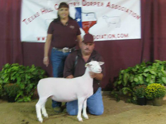 Reserve Champion White Dorper Spring Ewe Lamb (unhaltered) sold for $600.