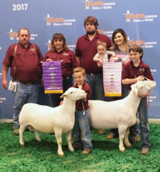 Reserve Champion Ram - Houston Livestock Show 2017