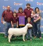 Champion Ram - Houston Livestock Show 2017